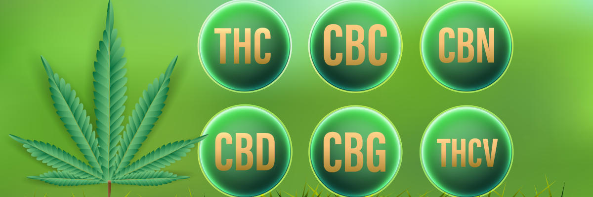 Canabinóides - Visão Geral: CBD, THC, CBC, CBN, CBG, THCV